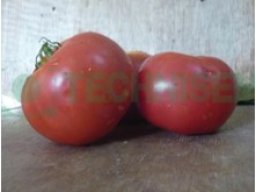 Tomate Symba