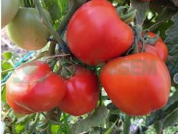 Tomate Tingal