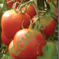 Legumes fruits » Tomate